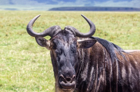 7-Day Luxury Safari : Kenya to Tanzania