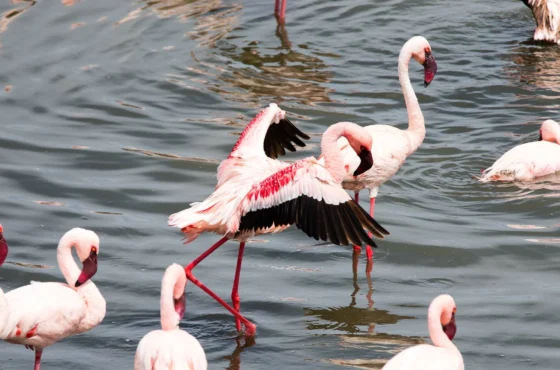 Day Trip to Arusha National Park