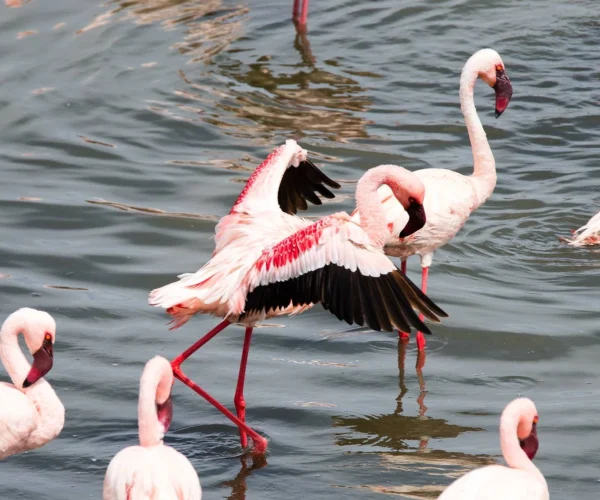 Day Trip to Arusha National Park