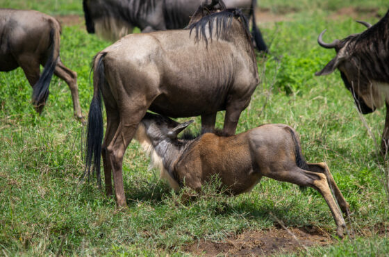 What to Expect on Your First Safari with us