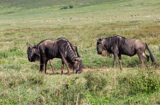 Boundless Tanzania & Kenya Safari – 12 Days