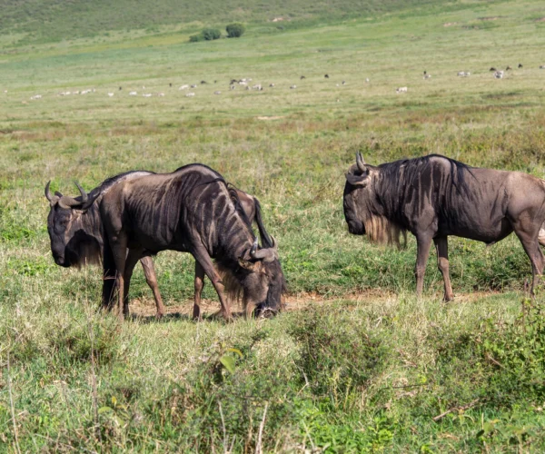 Boundless Tanzania & Kenya Safari – 12 Days