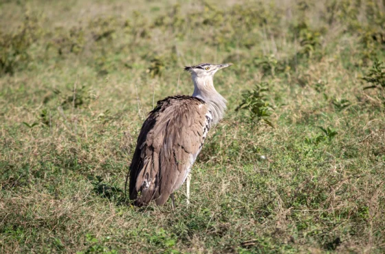 Why Boundless Earth Explorers Is Your Trusted Partner for East African Adventures