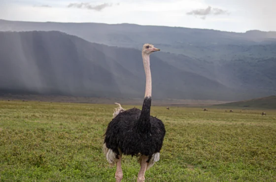 What Are the Must-See Attractions in East Africa?