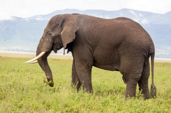 Top 5 Amazing Must-Go Places in East Africa