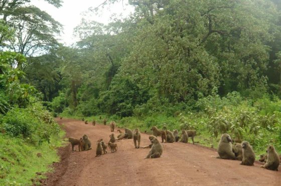 Boundless Northern Circuit Safari – 7 Days
