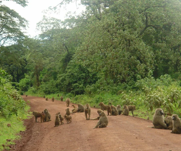Boundless Northern Circuit Safari – 7 Days