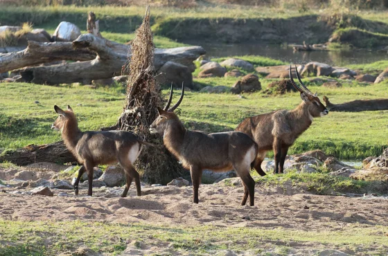 Boundless Southern Wilderness Safari – 6 Days
