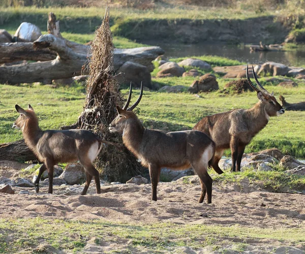 Boundless Southern Wilderness Safari – 6 Days