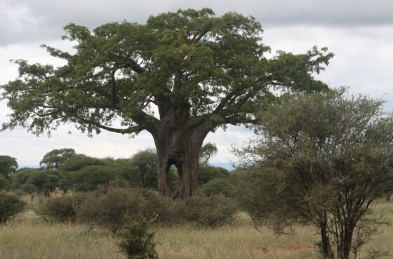 Day Trip Tarangire National Park