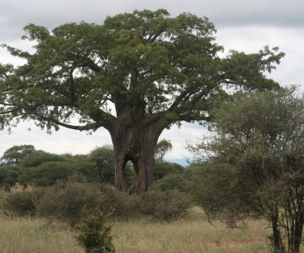 Day Trip Tarangire National Park